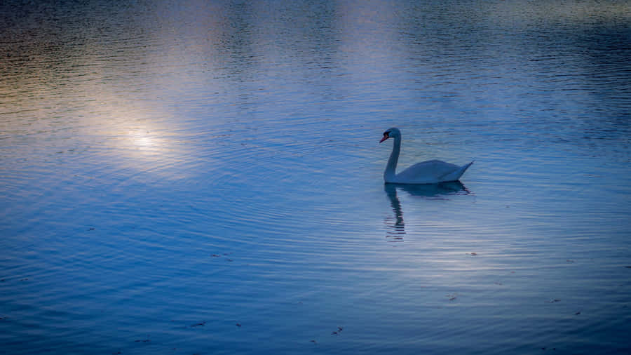 Swan Lake Serenity Wallpaper