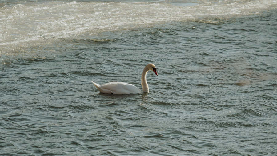 Swan Lake Solo Swan Wallpaper