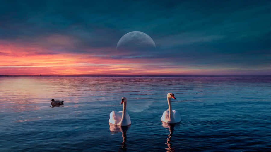 Swan Lake Sunset Scene Wallpaper