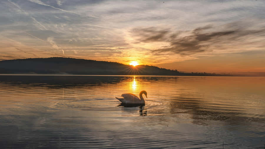 Swan Lake Sunset Scene Wallpaper