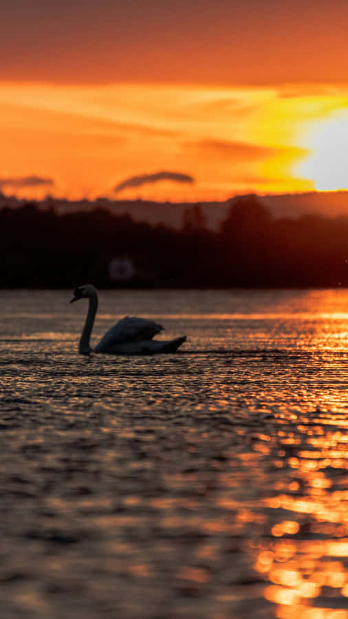 Swan Lake Sunset Scene Wallpaper