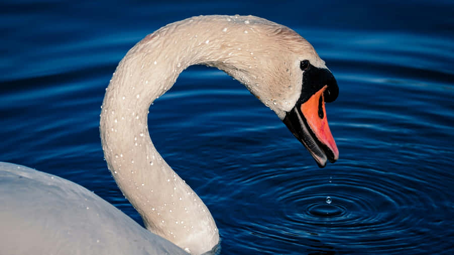 Swan Lake White Swan Wallpaper