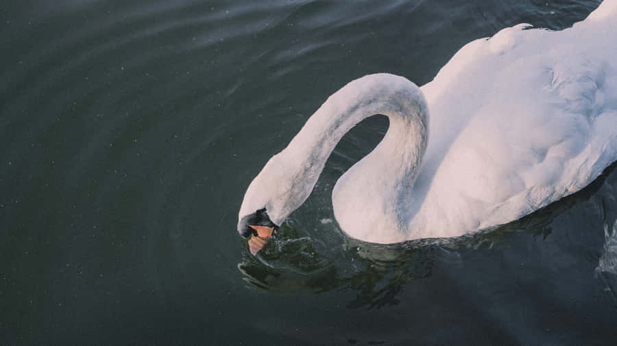 Swan Lake White Swan Wallpaper