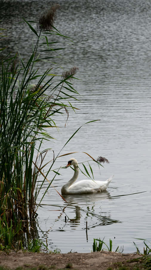 Swan On Quiet Lake Wallpaper