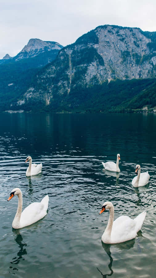 Swans On Mountain Lake Wallpaper