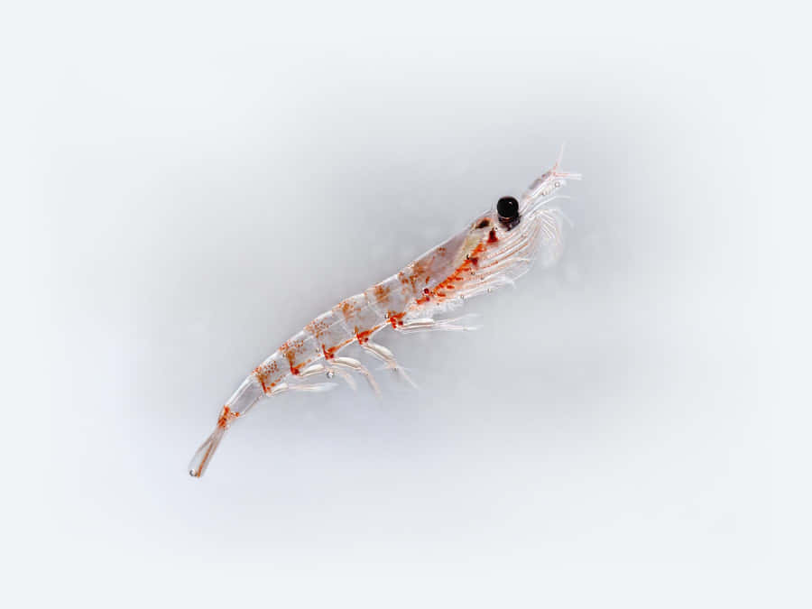 Swarm Of Krill In The Deep Blue Sea Wallpaper