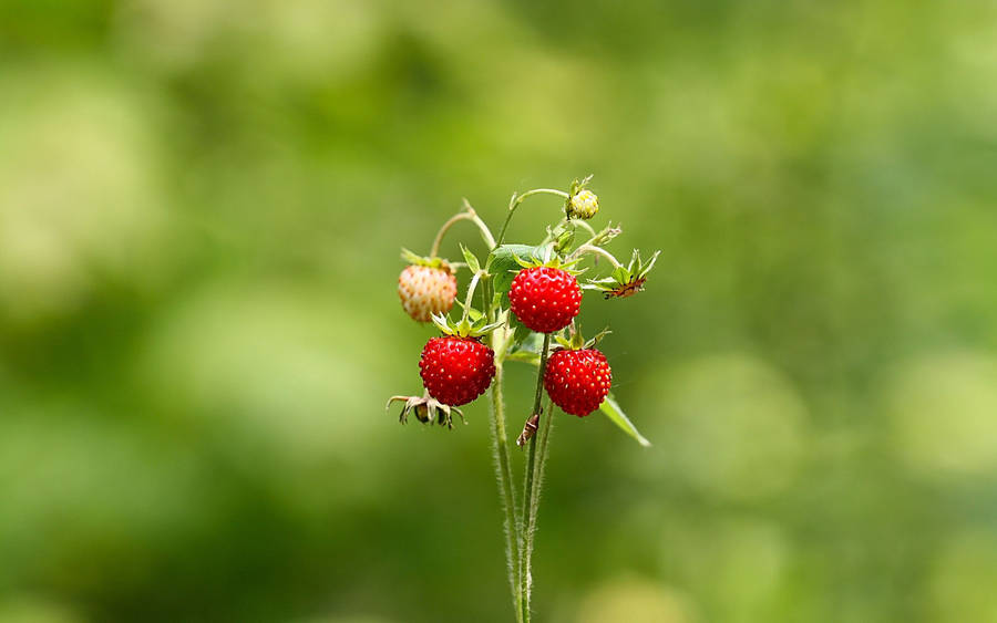 Sweet And Juicy Summer Strawberries, Freshly Picked. Wallpaper