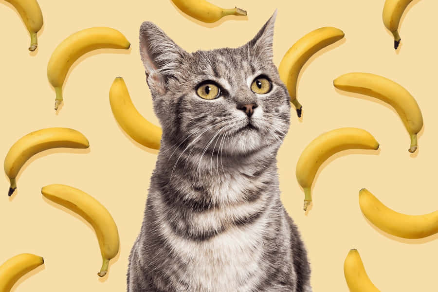 Tabby Cat Amidst Bananas.jpg Wallpaper