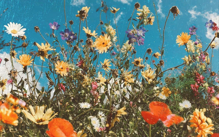 Take A Break And Enjoy The Elegance Of Spring Wallpaper