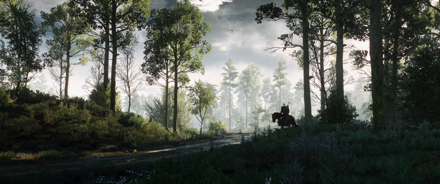 Take A Tranquil Stroll Through A Mystical Forest In The Witcher 3 Wallpaper
