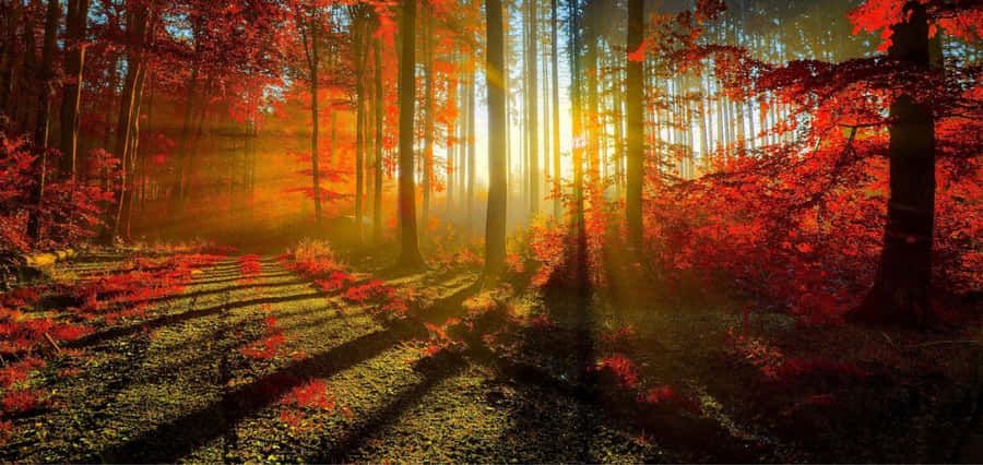 Take A Walk In The Park Wallpaper