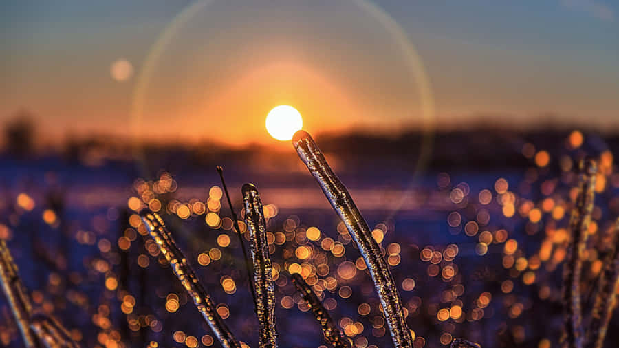 Take Flight And Reach For The Sun Wallpaper