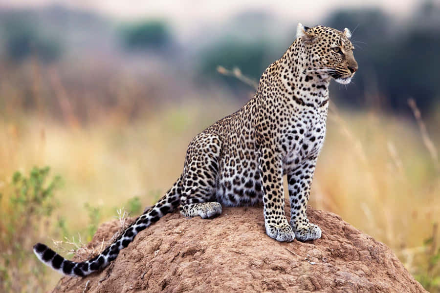 Take In The Beauty Of African Wildlife Wallpaper