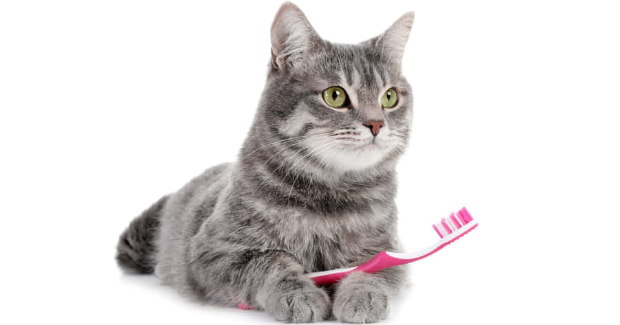 Take Pride In Yourself - Get Some Time For Grooming Wallpaper