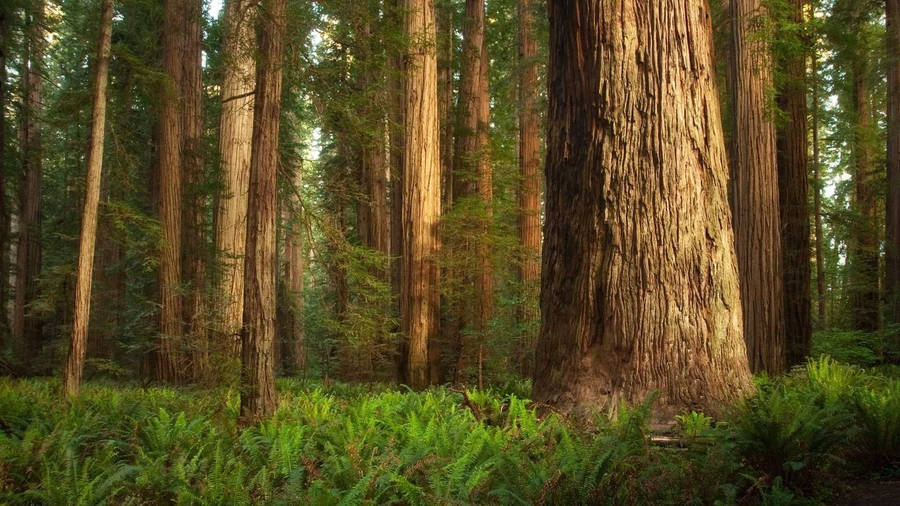 Tall Trees In Redwood Forest Wallpaper