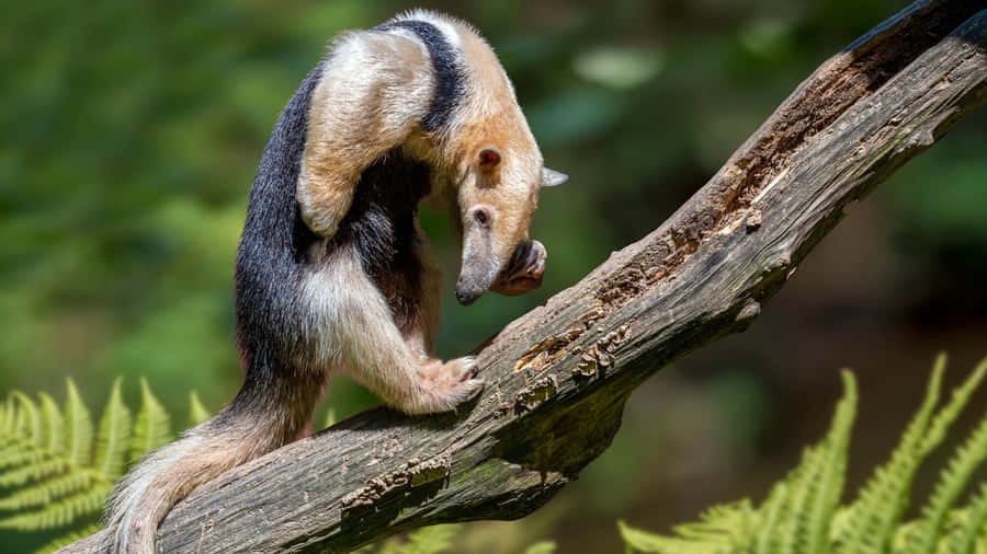 Tamanduain Natural Habitat Wallpaper