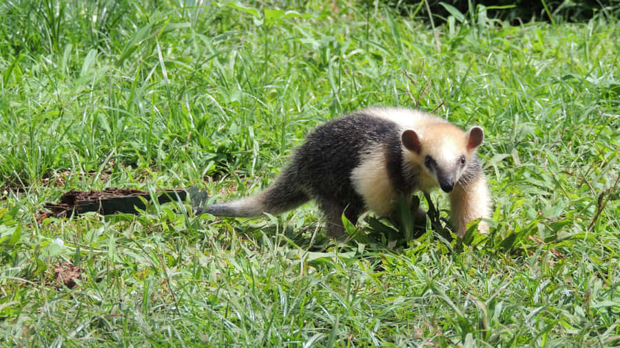 Tamanduain Natural Habitat Wallpaper