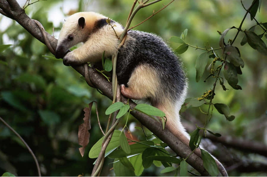 Tamanduain Tree Wallpaper