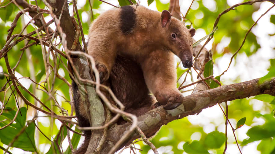 Tamanduain Tree Branches Wallpaper