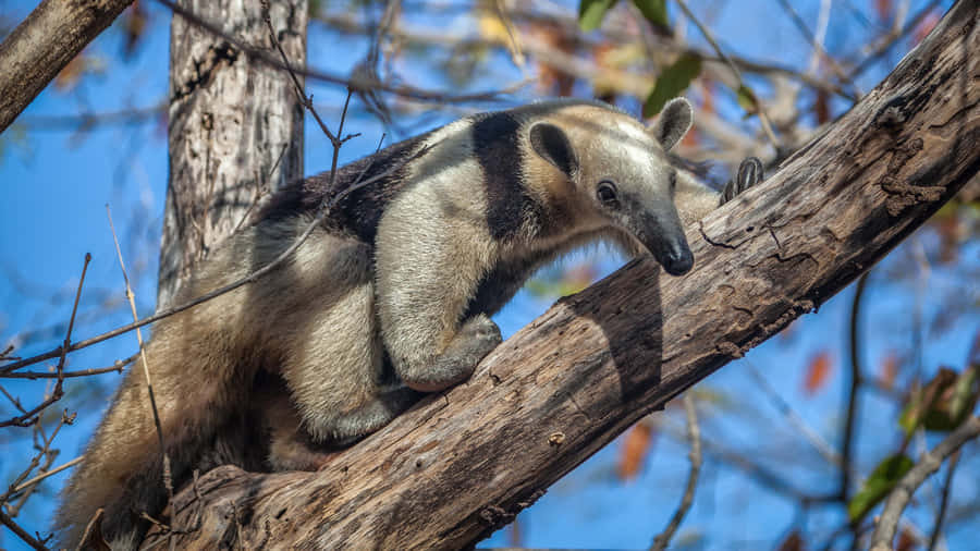 Tamanduain Tree Natural Habitat.jpg Wallpaper