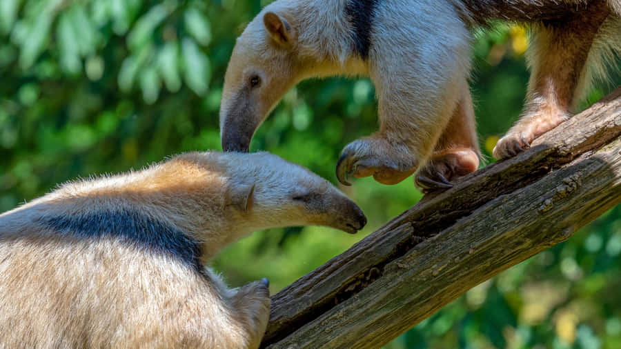 Tamanduas Meetingon Tree Branch Wallpaper