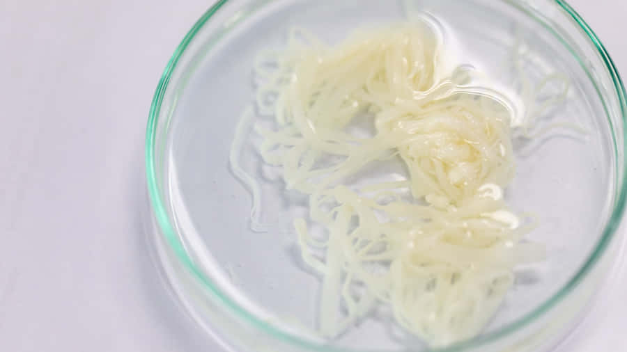 Tapeworm Specimenin Petri Dish Wallpaper