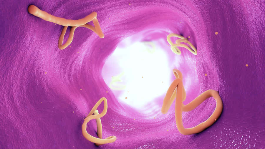 Tapewormsin Intestinal Tract Wallpaper