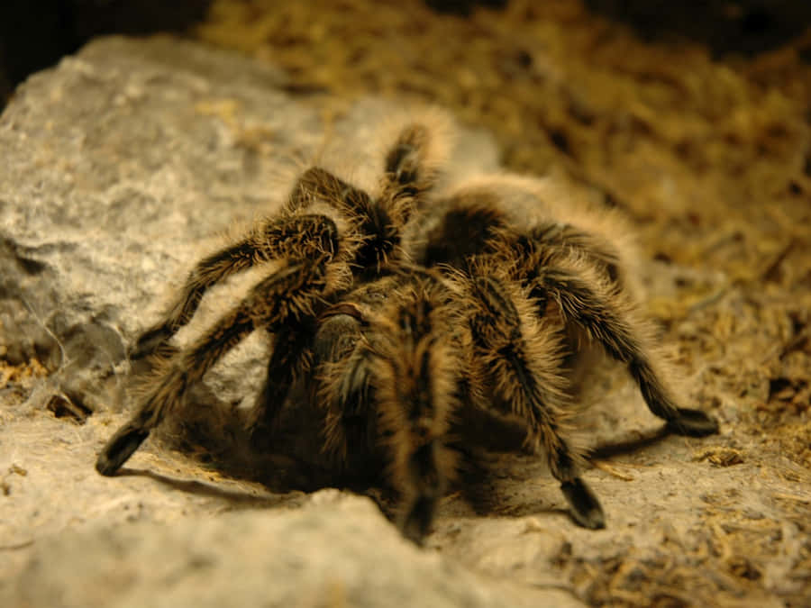 Tarantulaon Rock.jpg Wallpaper
