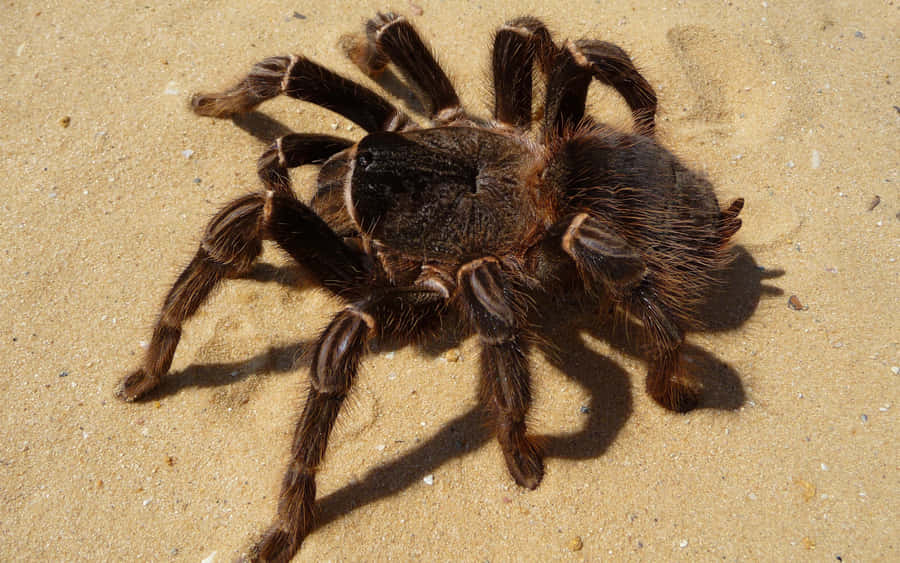Tarantulaon Sand Wallpaper