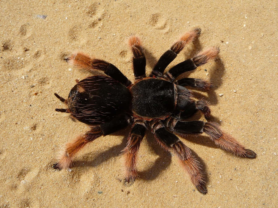 Tarantulaon Sand Wallpaper