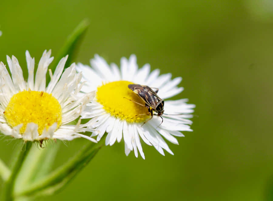 Tarnished Plant Bugon White Flower Wallpaper