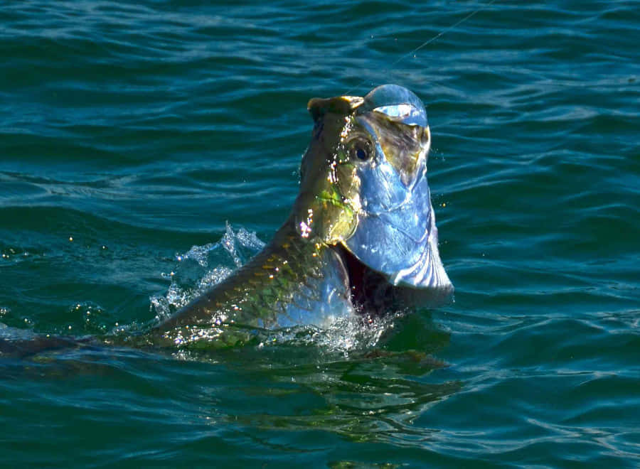 Tarpon Surfacingin Sunlight Wallpaper