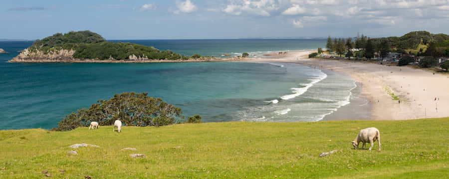Tauranga Coastal Viewwith Sheep Wallpaper