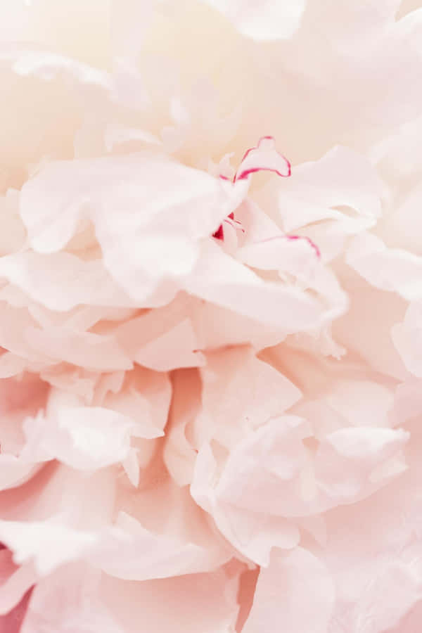 Tender Peach Petals Wallpaper