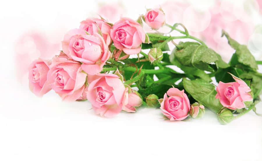 Tender Rose Bouquet Wallpaper