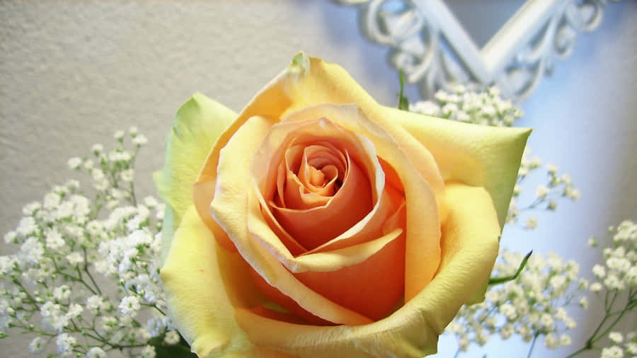 Tender Yellow Rose Wallpaper