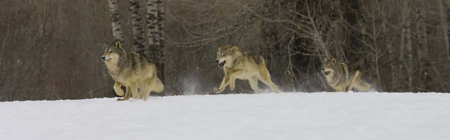 Tense Moments As Wolves Hunt In The Wilderness Wallpaper