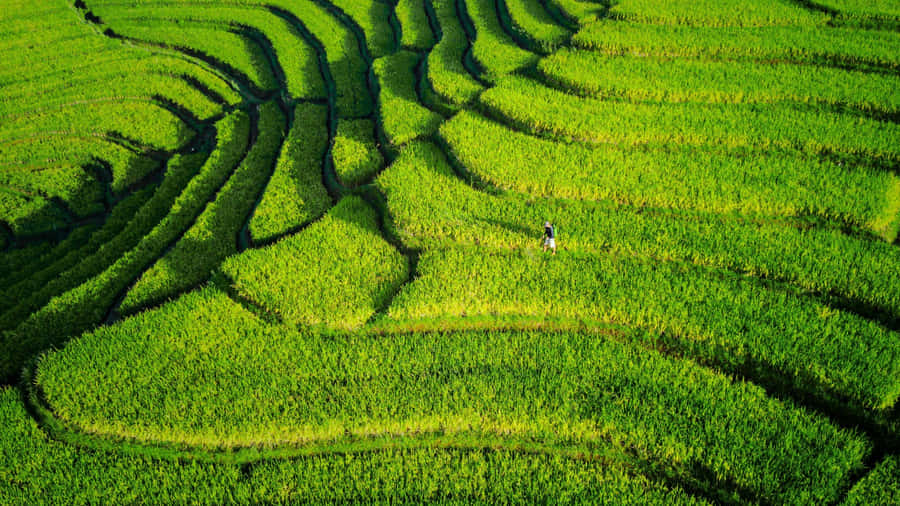Terraced Farmland Landscape Wallpaper