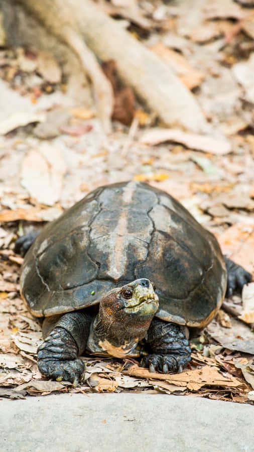 Terrapinon Forest Floor.jpg Wallpaper
