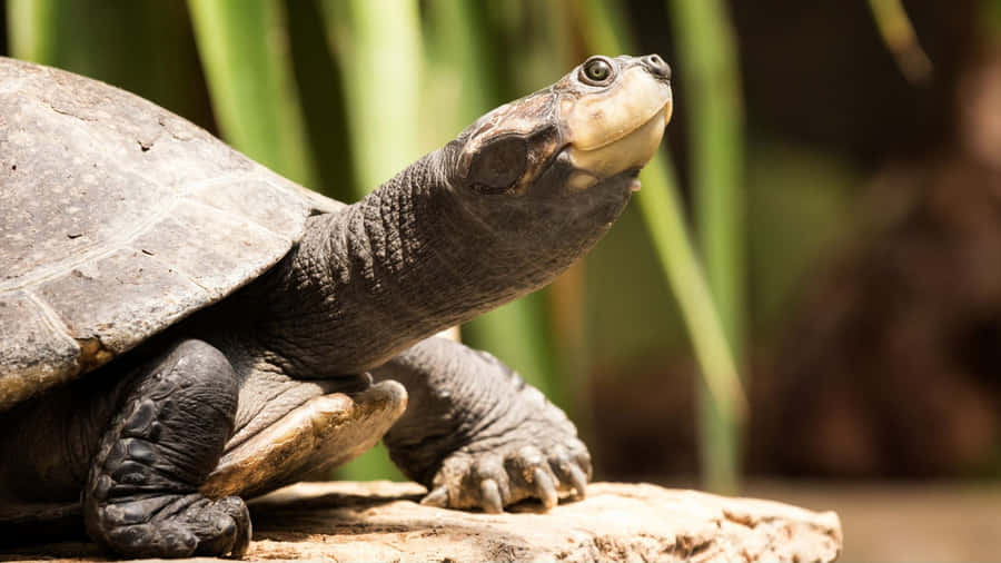 Terrapinon Log Nature Scene Wallpaper