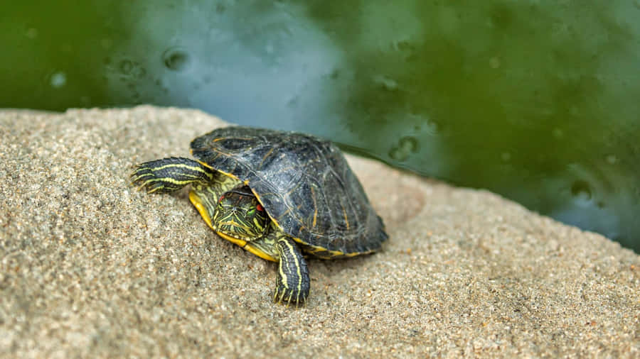 Terrapinon Riverside Rock Wallpaper