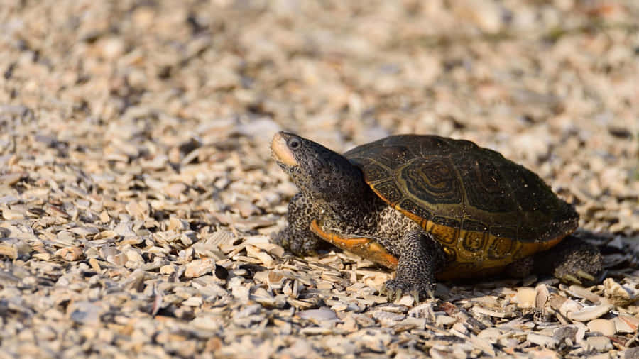 Terrapinon Shells Wallpaper