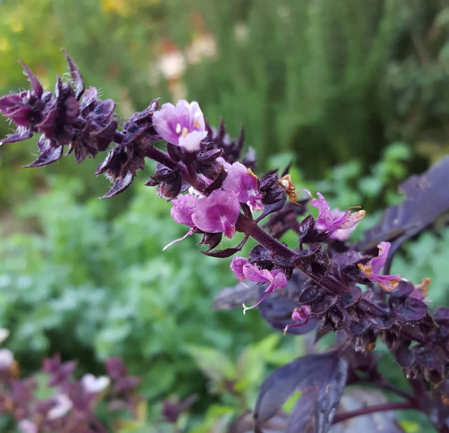 The Aroma Of Fresh Purple Basil Wallpaper
