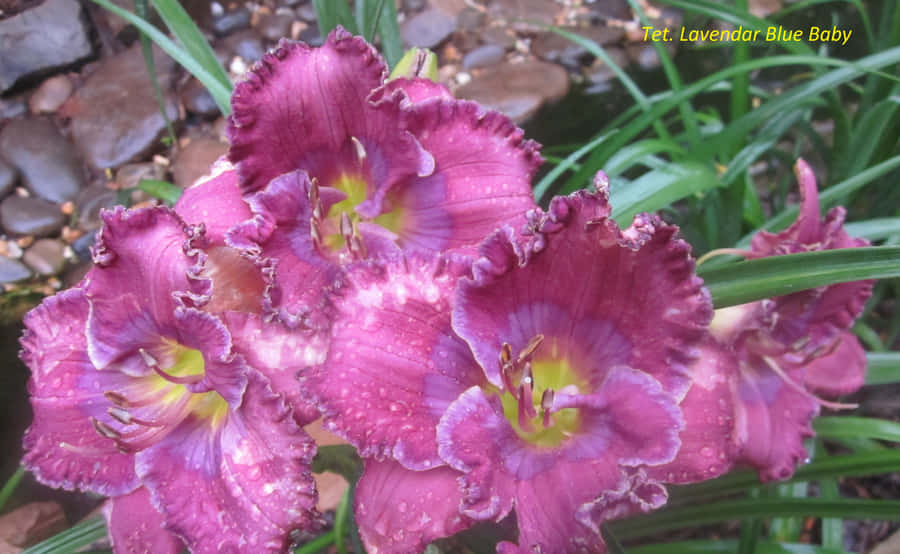 The Aromatic Elegance Of Lavender Blue. Wallpaper