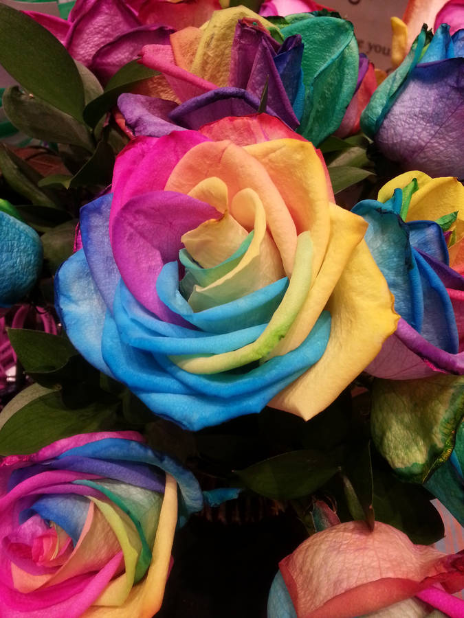 The Beauty Of A Rose Through The Colors Of The Rainbow Wallpaper