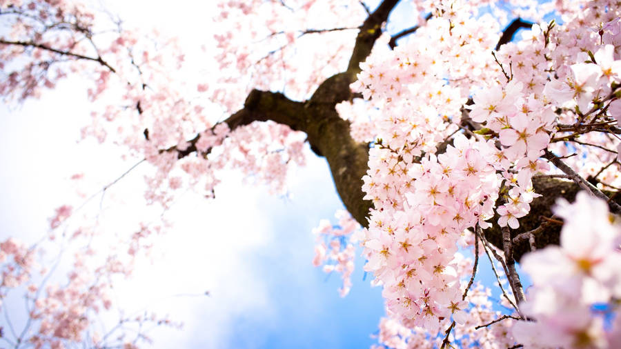 “the Beauty Of Cherry Blossoms In Japan” Wallpaper