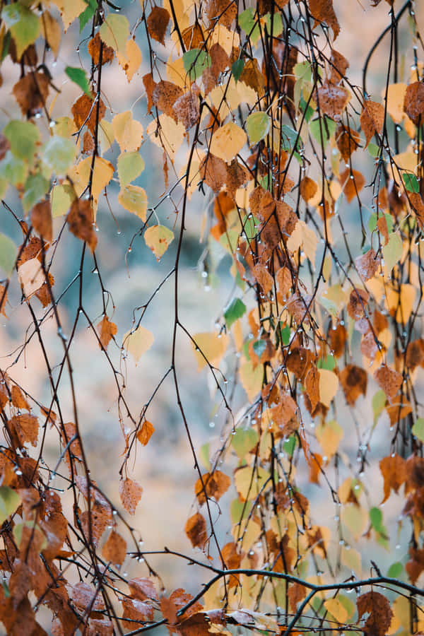 The Beauty Of Fall Rain In The Forest Wallpaper