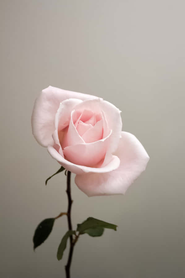 The Beauty Of The Cute Rose Wallpaper