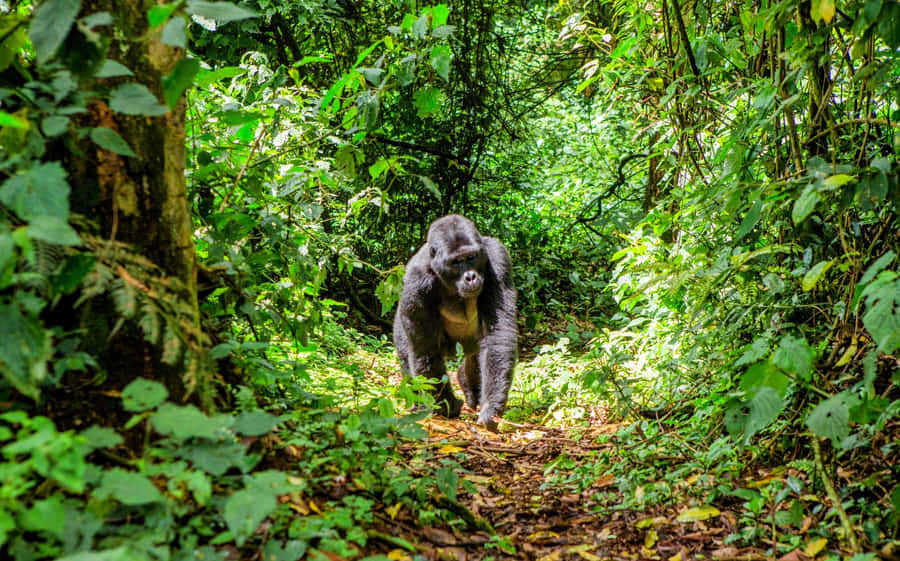 The Breath Of Nature: A Resplendent Scene Of Forest Conservation Wallpaper
