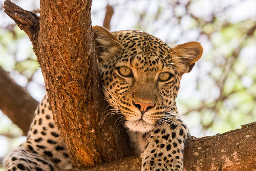 The Breathtaking Beauty Of African Wildlife Wallpaper